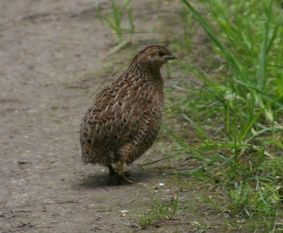 Brown Quail