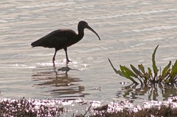 IMG_3038_edited-1