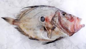 John Dory
